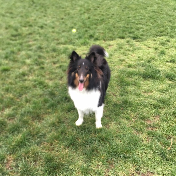 Meet your Posher, Gisselle💕👱‍♀️ - Picture 3 of 3