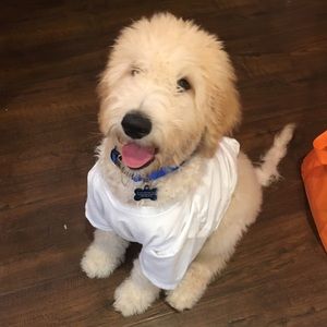 Meet your Posher, Sharon