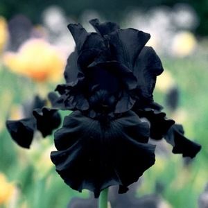 Meet your Posher, Iris