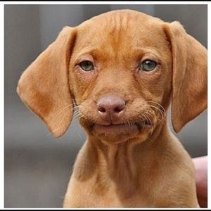 Meet your Posher, Priscilla