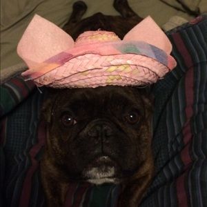 Meet your Posher, Cheyenne