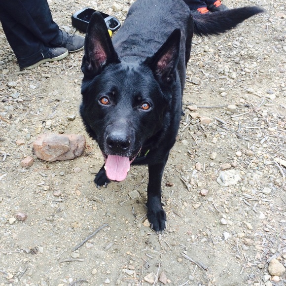 Meet your Posher, Anna - Picture 1 of 1