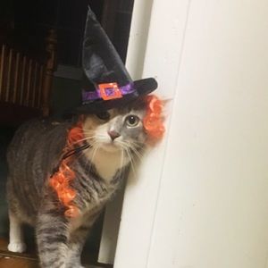 Meet your Posher, Caitlin