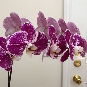 Meet your Posher, Anne