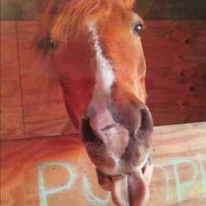 Meet your Posher, Annelise