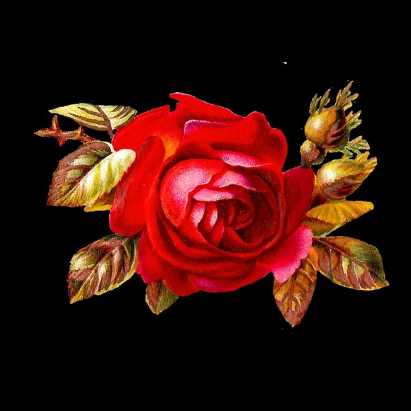 Meet your Posher, Rohit - Picture 1 of 1