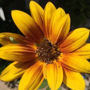 Meet your Posher, Sandy