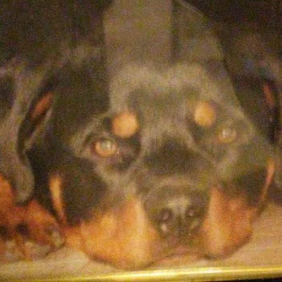 Meet your Posher, Daniel - Picture 1 of 1