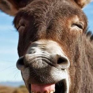 Meet your Posher, Cary