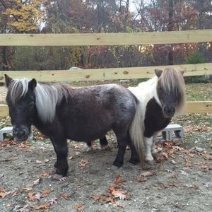 Meet your Posher, Michelle