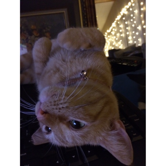 🎀 Winston The Posh Cat 🐱 🎀 - Picture 2 of 4