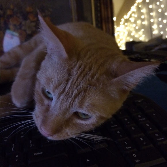 🎀 Winston The Posh Cat 🐱 🎀 - Picture 3 of 4