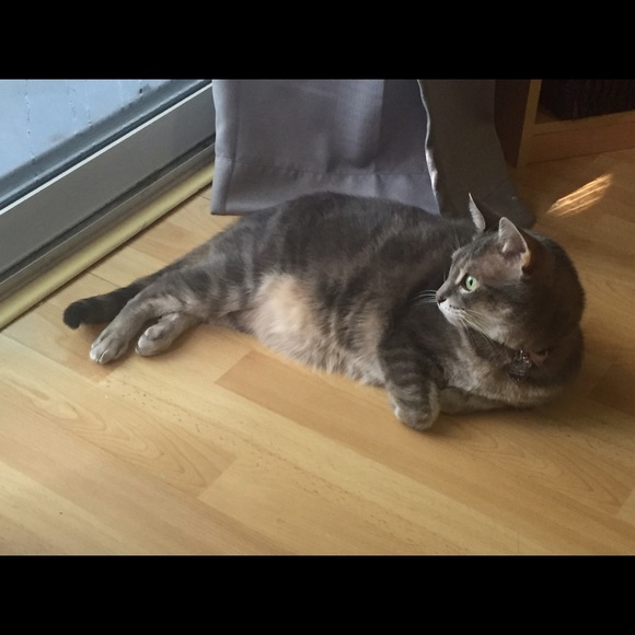 Posh Ambassador Kelly -Classically Chic Boutique - Picture 2 of 5