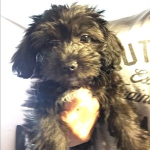 Meet your Posher, Julian