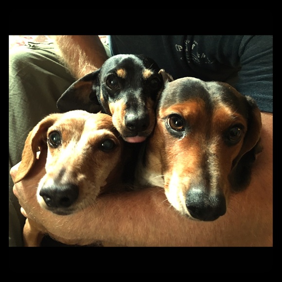 Meet your Posher, Merri - Picture 2 of 2