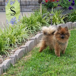 Meet your Posher, Elizabeth