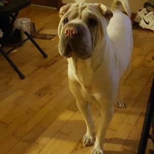 Meet your Posher, Jack