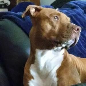 Meet your Posher, Benjamin