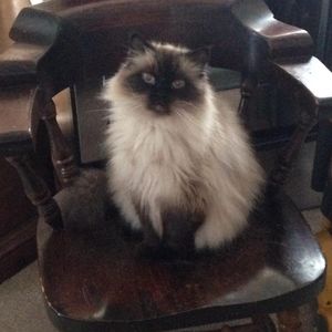 Meet your Posher, Callie