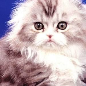 Meet your Posher, Lou-ann