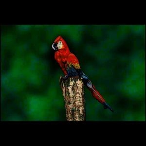 Meet your Posher, Shehu