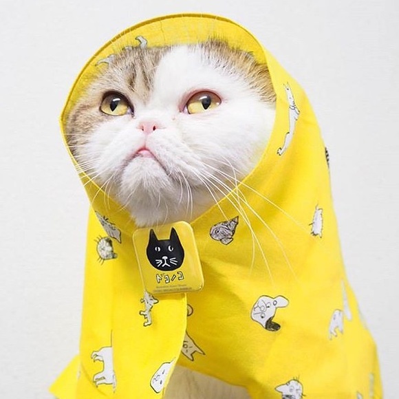 Meet your Posher, Krystal - Picture 1 of 1