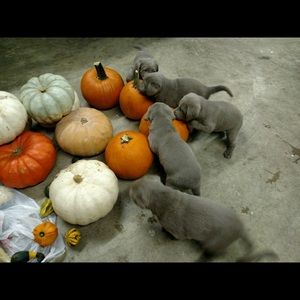 Meet your Posher, Cheryl