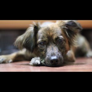 Meet your Posher, Van