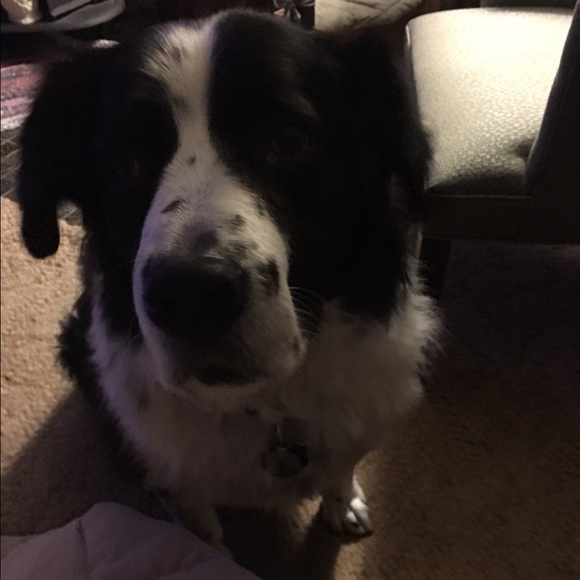 Meet your Posher, Connie - Picture 1 of 1