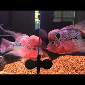 Meet your Posher, Cuong