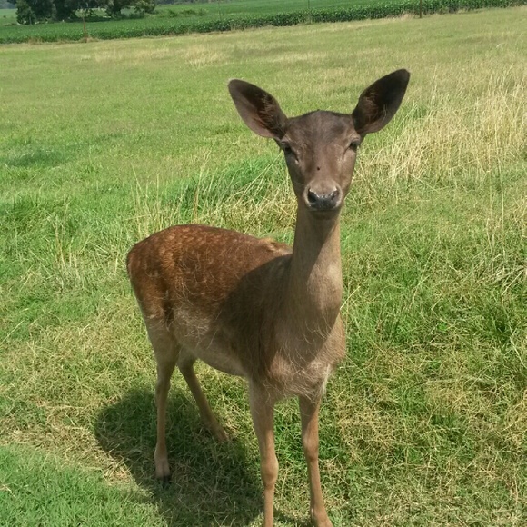 Meet your Posher, Chris - Picture 1 of 1