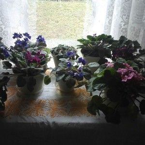 Meet your Posher, Shirley