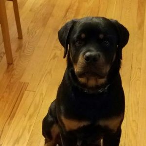 Meet your Posher, Hamlet