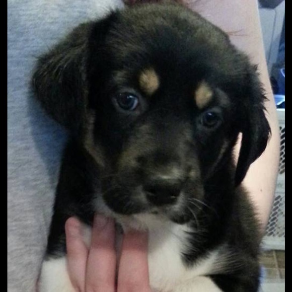 Meet your Posher, Alexis - Picture 1 of 1