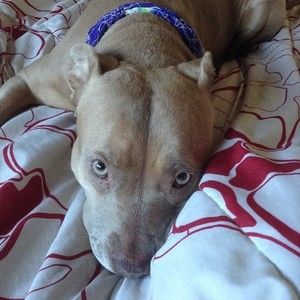 Meet your Posher, Trisha