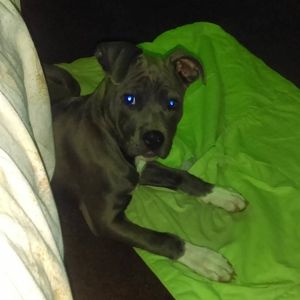 Meet your Posher, Dee