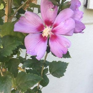 Meet your Posher, Cynthia