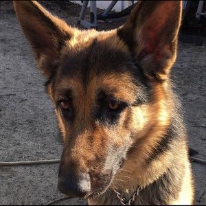 Meet your Posher, Lacey