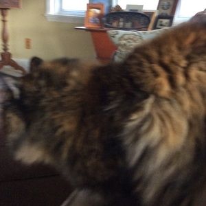 Meet your Posher, Cheryl