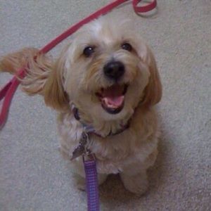 Meet your Posher, Collin