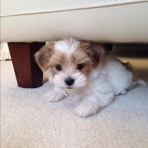 Meet your Posher, Josh