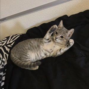 Meet your Posher, Abel