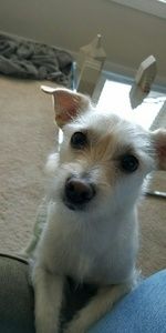 Meet your Posher, Dalila