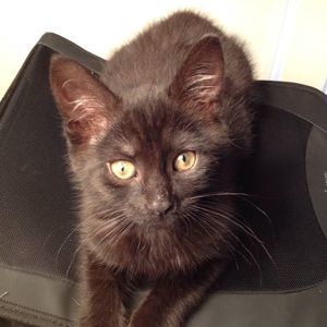 Meet your Posher, Tara