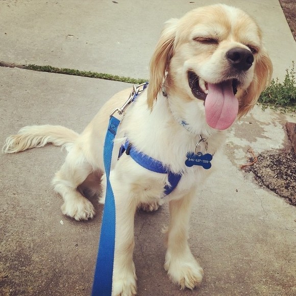 Meet your Posher, Samantha