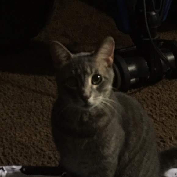 Meet your Posher, Abby