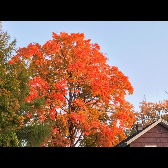 Meet your Posher, Hope - Picture 1 of 1