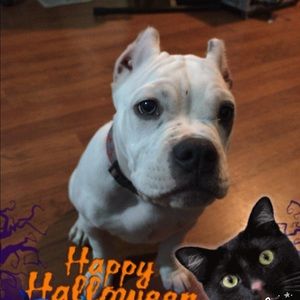 Meet your Posher, Amone