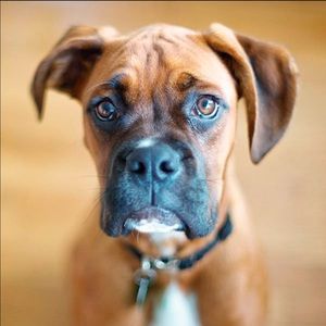 Meet your Posher, Penny