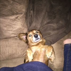 Meet your Posher, Sheila